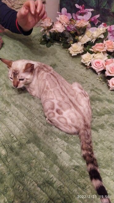 очень нужны: Друзья .Питомник бен гла мур с любовью предлагает вам котят — 11