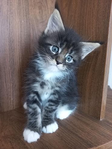 буудай баасы 2026: 🐾🐈Предлагаются к ранней брони очаровательные котята мейн-кун — 6