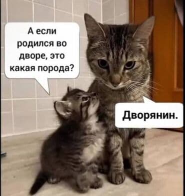 собака доберман сколько стоит: Девочка — 3