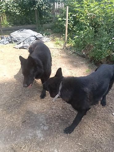 Вязка собак: Продаются щенки чистый немецкий овчарки воз 1 месяца только званиит — 2