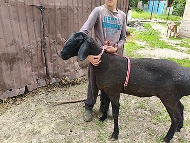 Продаю | Овца (самка) | Арашан
