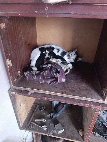 Үй жаныбарлары: Кошка с новорождёнными котятами. - Окрас: мама чёрно-белая (арлекин) — 1