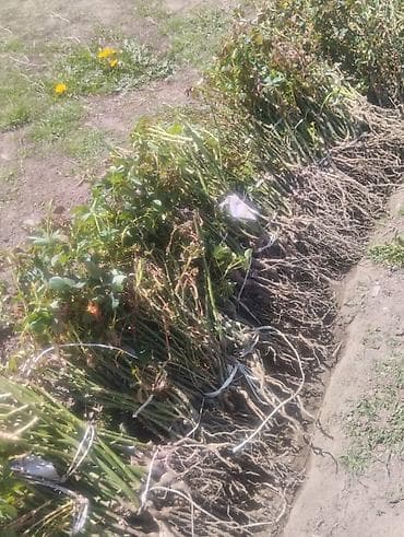 розы плетистые: Саженцы — 1