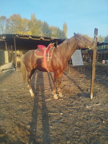 купить рабочую охотничью собаку: Продаю | Конь (самец) | Конный спорт | Племенные — 2