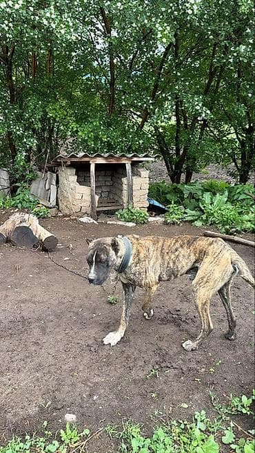 Питбуль сатылат🙋‍♂️1 жаш 🐕 кой уй айдайт номерине чалгыла🙋‍♂️