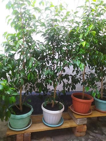 фикус сколько стоит: Продаю фикусы высота 120 см и выше!красивые ухоженные,выращенные для — 7