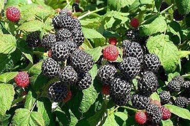 рассады ежемалины: Продаю саженцы черноплодной малины. Очень вкусная и невероятно — 2