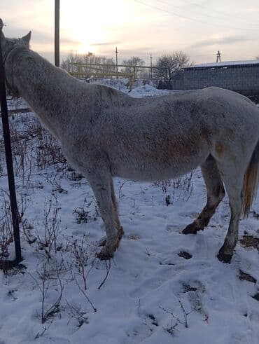 ош мышык: Сатам | Бээ (ургаачы) | Жумушка — 2