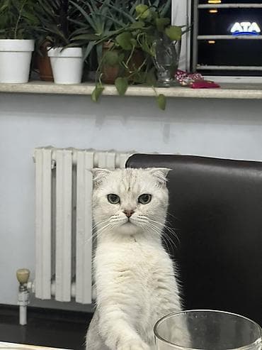 чихуахуа девочка: Скотиш Фолд (Шотландская вислоухая), 2 года, Девочка, Серебристая шиншилла, Кастрирована, Приучена к лотку, Проглистована — 4