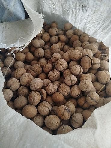 стул бишкек: Продаю орехи грецкие беловодск — 2