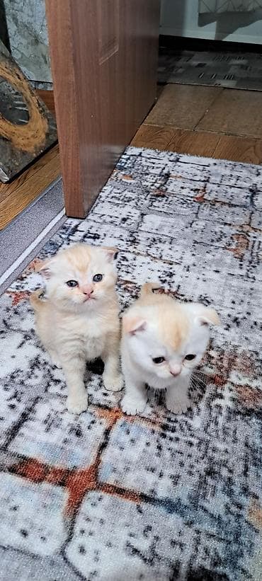 ориентальная кошка черная: Шотландские котята (вислоухие/страйт) разных окрасов. - Возраст на — 5