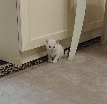 токмок котята: Отдам в добрые руки. Котята возраст месяц и дне недели. Кушают сами — 4