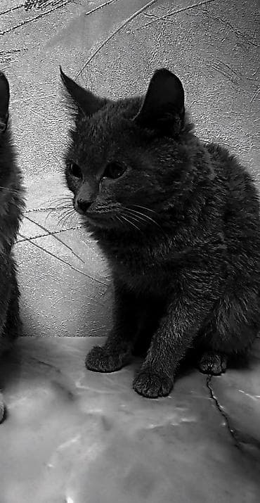 сибирская кошка черно белая: Продам — 1