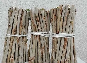 кукуруза свежая: Продаются черенки смородины черной иссыккульский Иссык кульский кара — 1