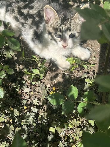 Отдам даром кошку: Котята мальчишки и одна девочка Отдадим в добрые руки ДОСТАВИМ по — 6