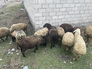 Продаю | Овца (самка) | Для разведения | Матка — 6