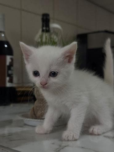 котята сфинкс: Котята – домашние любимцы - Порода: домашние короткошёрстные - Окрас — 1