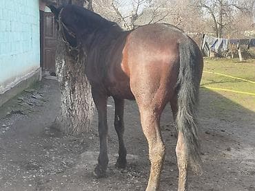 стелные каровы: Продаю | Жеребец | Полукровка | Конный спорт — 9