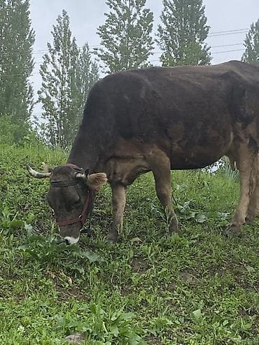 скот бык: Продаю | Корова (самка) | Для молока — 3