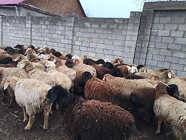 орпингтон мраморный: Продаю | Овца (самка) | Для разведения — 3