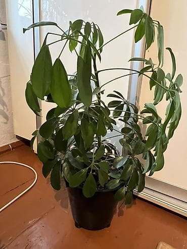 цветок фуксия: Шефлера (Schefflera arboricola) 40см - Компактный куст с блестящими — 2