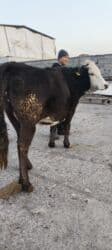 золотой фазан: Продаю | Корова (самка) | Алатауская | Для молока | Стельные — 27