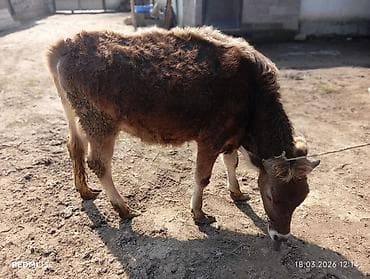 Баран, овца: Продаю | Бык (самец) | Полукровка | На откорм | Привязанные — 1