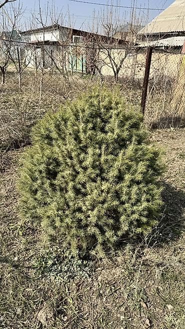 маски новогодние: Ели/сосны декоративные для участка - Хвойные растения плотной кроны — 3