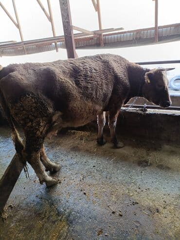 Айыл-чарба жаныбарлары: Сатам | Уй (ургаачы) | Сүт алуу үчүн | Байланган — 3