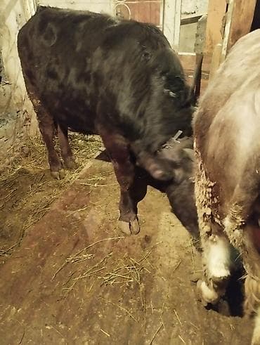 суточный жожо: Продаю | Бык (самец) | На откорм | Привязанные — 3