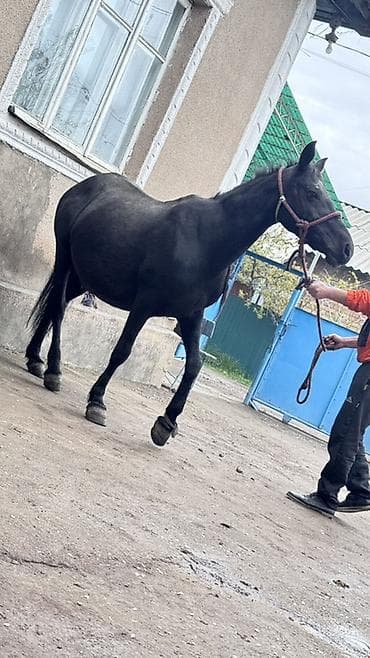 арашан ко: Сатам | Бээ (ургаачы) | Жумушка — 3