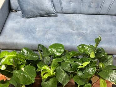 драцену маргината: Продаётся монстера 🌿 | Живое украшение для дома или офиса! Красивая и — 2