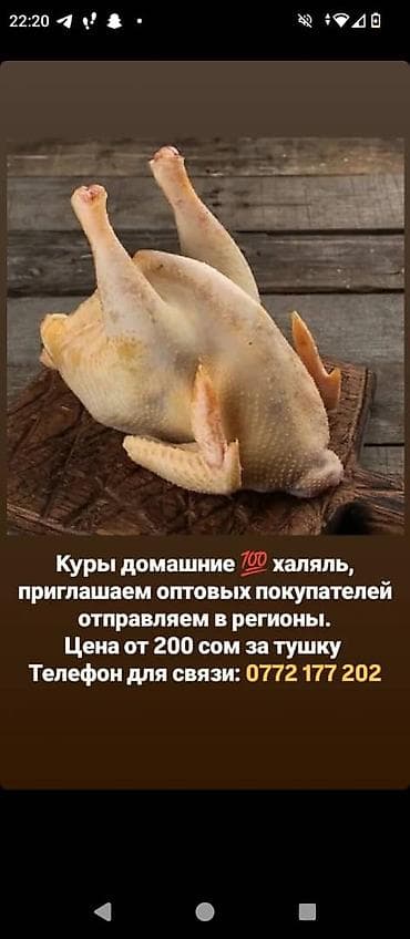 поставщики куриного мяса: Куры домашние, 100% халяль. Подходят для супов, запекания и гриля; — 1