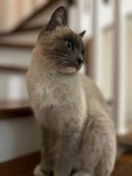 показы 1 354 72 договорная кошка даром британская короткошёрстная 1 год мальчик метис 2 позвонить написать: Сиам, 1 жаш, Ургаачы, Лотокко барууга үйрөтүлгөн — 4