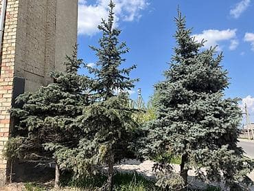 кел кел: Ель колючая (Picea pungens, голубая ель) — взрослые крупномеры для — 2