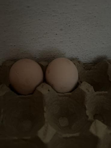 Инкубационное Яйцо Джерси