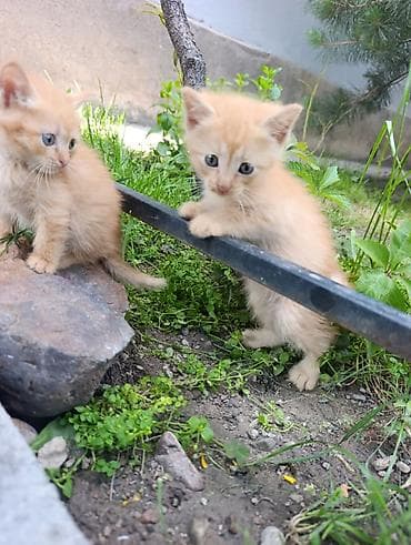 вязка кот: Рыжие котята в добрые руки - Возраст: 1,5 месяца . две девочки и один — 6