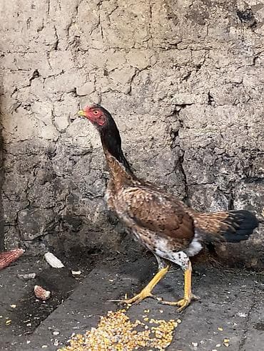 Вязка собак: Продаю | Петух | Бойцовая | Для разведения — 3