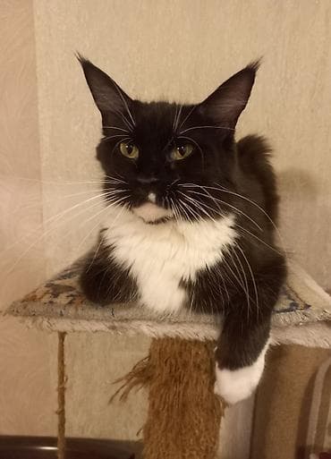 котята в бишкеке: 🐾🐈Котята мейн-кун готовы к переезду! Отличный помёт с шикарными — 10
