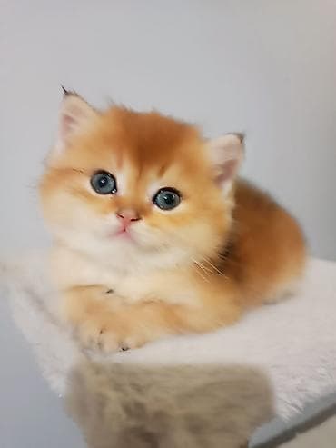 Животные: Породистые котята золотого окраса - Милые короткошёрстные котята — 3