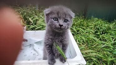 цена шотландской вислоухой кошки: Продаютя шотландские вислоухие котята (скоттиш фолд и страйт). Мама — 2