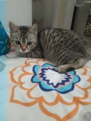 отдам даром вислоухого котенка: 3 айлык, Ургаачы, Курттардан тазаланган — 4