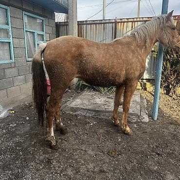 лошадь айгыр: Продаю | Кобыла (самка) | Для разведения | Племенные — 4