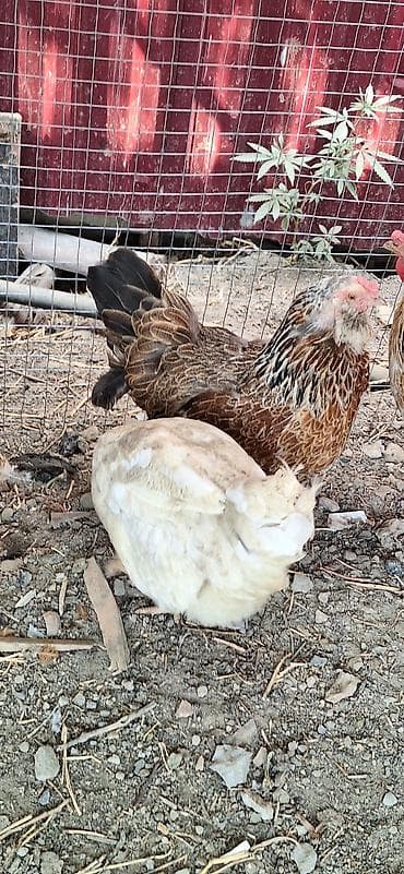 куры амераукана: Продаю | Куры | Домашняя | Несушки — 4