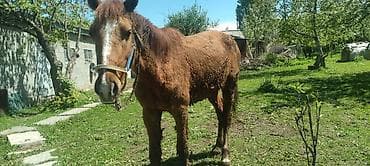 орловская лошадь: Продаю | Жеребенок | Дончак | Для разведения — 1