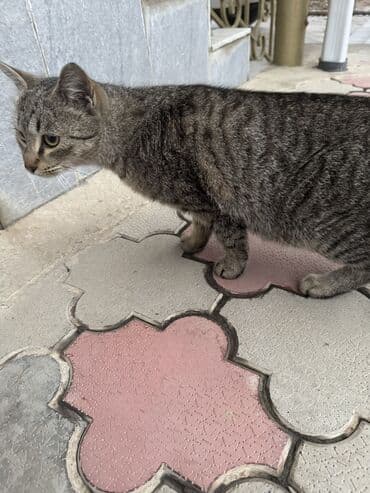 девон рекс бишкек: Эркек — 4