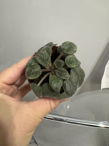 купить комнатные цветы недорого: Пальмы(Хомедория),замиокулькасы(доллар) Зензи,черный доллар,зеленый — 2