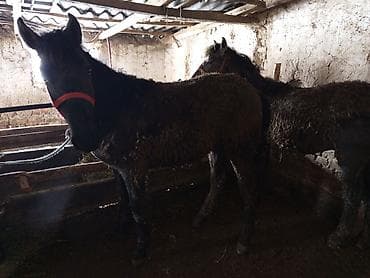 Зоотовары: Продаю | Жеребец | На забой, Для разведения — 7