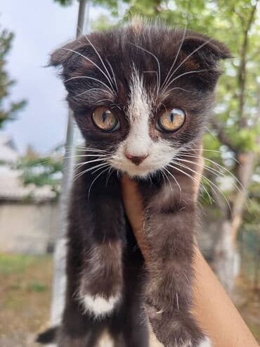 показы 1 354 72 договорная кошка даром британская короткошёрстная 1 год мальчик метис 2 позвонить написать: Котята, помёт из трех малышей: - Черно-белый шоколадный котёнок с — 1