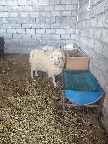 canada goose: Продаю | Овца (самка) | Для разведения | Ярка — 2